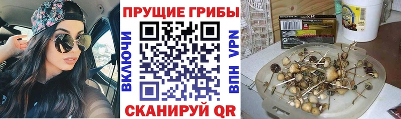 Псилоцибиновые грибы Psilocybine cubensis  Полесск 
